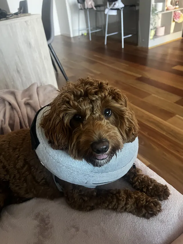 Goldendoodle wearing a recovery cone, resting on a bed during an overnight stay