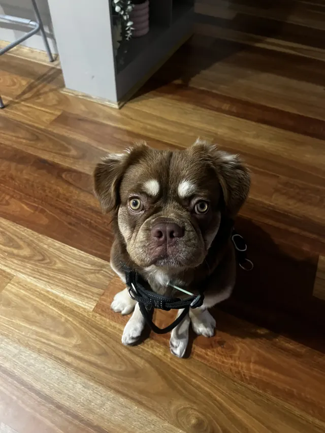 Small brown puppy in a harness on the floorboards during a daycare day